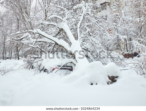 Winter view on fallen trees on cars under snow.\
snow covered fallen trees damaged cars. Dangerous trees under heavy\
snow. Snow storm on city street. Winter view on fallen trees after\
heavy snowing.
