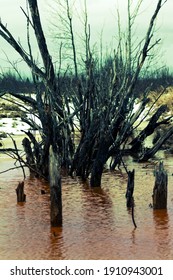 Winter Views Of Lowland Moor With Yellow Rotten Ice, Dry Trees And Black Clouds. Dull Landscape, But A Fascinating Place For A Wild Nature Lover (unusual Sites Of Wetlands)