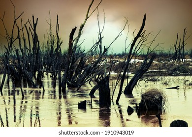 Winter Views Of Lowland Moor With Yellow Rotten Ice, Dry Trees And Black Clouds With Low Sun (mid Winter Day). Old Shallow Channels