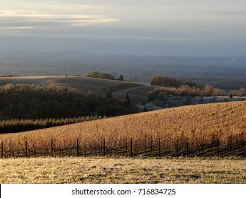 Winter vines coated in ice shine against a dark gray background and heavy gray sky in this Oregon vineyard.