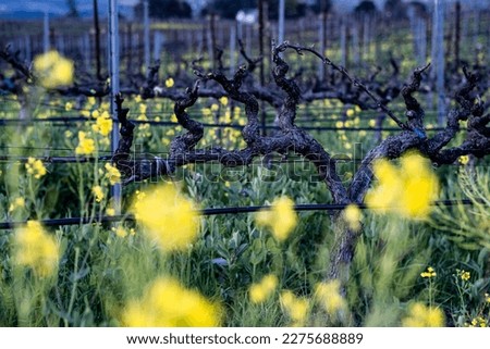 winter vines with mustard flowers