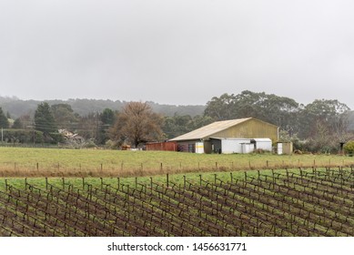 Winter Vineyard In The Adelaide Hills, Australia