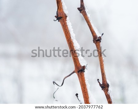 Similar – Image, Stock Photo touché Environment Nature