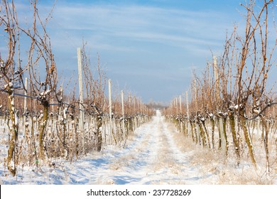 Winter Vineyard, Southern Moravia, Czech Republic