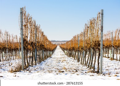 Winter Vineyard, Southern Moravia, Czech Republic