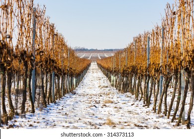 Winter Vineyard, Southern Moravia, Czech Republic