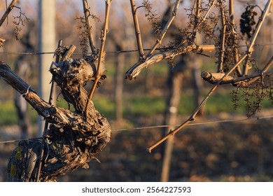 Winter vineyard, work in the vineyard, winter pruning of old branches in the setting sun with beautiful light