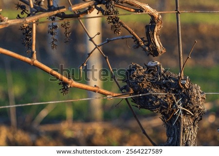 Winter vineyard, work in the vineyard, winter pruning of old branches in the setting sun with beautiful light