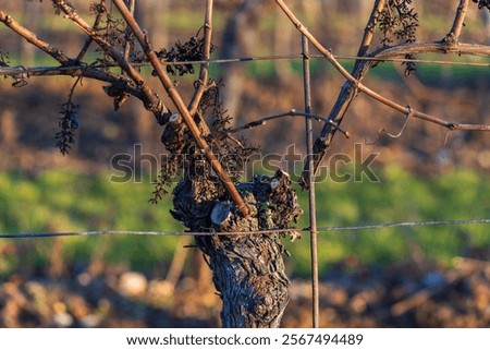 Winter vineyard, work in the vineyard, winter pruning of old branches in the setting sun with beautiful light