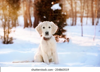 Winter Walk At Snowing Park Of Golden Retriever Puppy 