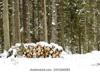 Winter Warmth Stash: Firewood and Kindling in a Snowy Grove. Winter Woodland Harvest: Stacked Firewood Amidst Snowy Forest. Winter's Bounty: Chopped Logs Gathered in a Snowy Clearing. Latvia forest. - Powered by Shutterstock