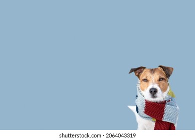 Winter Weather Background With Dog In Warm Scarf Ready For Cold Temperatures And Extreme Weather