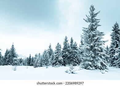 Winter weather with snowdrifts and fog in the mountain spruce forest. Trees curved under the weight of snow. High quality photo - Shutterstock ID 2206989297