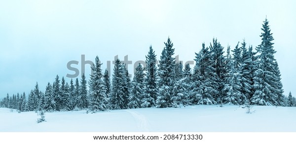 Winter weather with\
snowdrifts and fog in the mountain spruce forest. Trees curved\
under the weight of snow