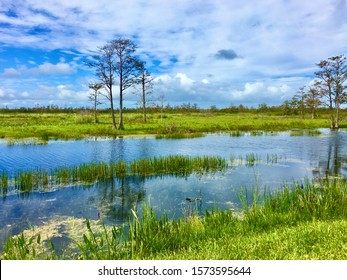 Winter In The Wetlands Of Louisiana