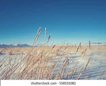 Winter Wheat 