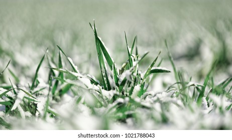 Winter Wheat Is Covered By Snow