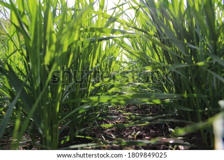 Winter wheat. Emergence, leaf development and tillering.