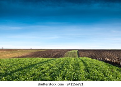 Winter Wheat Field In Morning