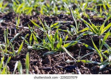 Winter wheat variety covered with dew drops after frost, green fresh wheat in the field in autumn - Powered by Shutterstock