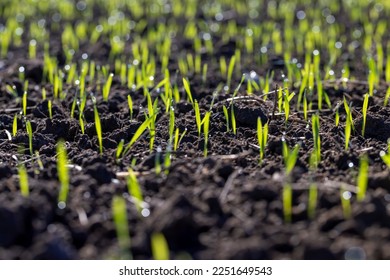 Winter wheat variety covered with dew drops after frost, green fresh wheat in the field in autumn - Powered by Shutterstock