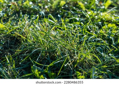 Winter wheat variety covered with dew drops after frost, green fresh wheat in the field in autumn - Powered by Shutterstock