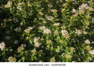 Preston Bissett Nurseries And Country Shop Shrubs And