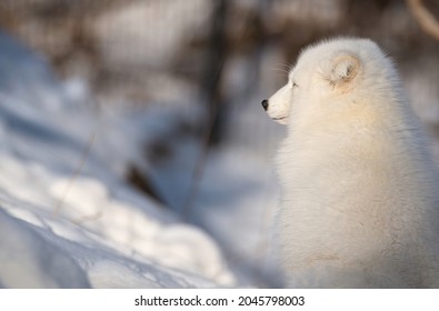 In Winter White Fox Watching