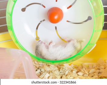 Winter White hamster sleep supine with legs up on wheel