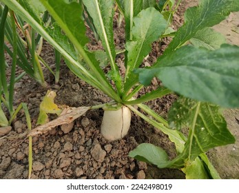 winter white radish. Growing organic vegetables. Large bunch of raw fresh juicy garden radish on dark boards ready to eat. - Shutterstock ID 2242498019