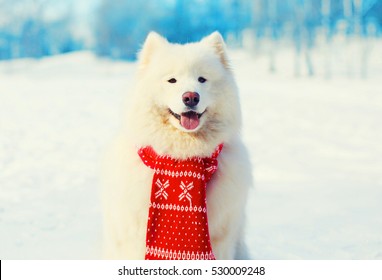 Winter White Samoyed Dog In Red Scarf On Snow 