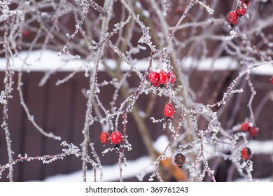 winter, wild rose, dog rose berries