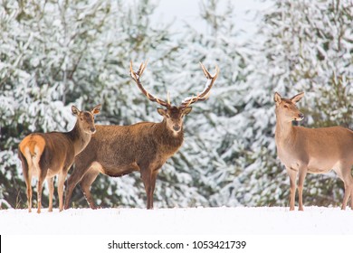Winter wildlife landscape with noble deers Cervus Elaphus. Deer with large Horns with snow on the foreground and looking at camera. Natural habitat. Winter or Christmas seasonal image
