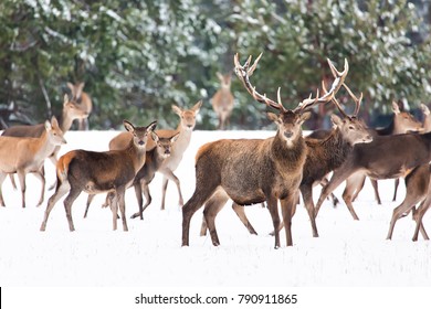 Winter wildlife landscape with noble deers Cervus Elaphus. Many deers in winter. Deer with large Horns with snow on the foreground. Winter or Christmas seasonal image