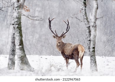 Winter wildlife. Red deer, Cervus elaphus, big animal in the nature forest habitat. Deer in the oak trees mountain, Studen Kladenec, Eastern Rhodopes, Bulgaria in Europe. Snow with two animal. - Powered by Shutterstock