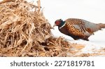 Winter wildlife scene: a colorful male pheasant feeds on a pile of corn husks in the snow
