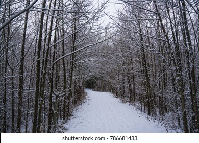 Winter Wonder Land - Shutterstock ID 786681433
