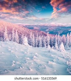 Winter Wonderland In Carpathian Mountains. Colorful Morning Landscape In The Highland, Happy New Year Celebration Concept. Artistic Style Post Processed Photo.