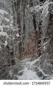 Winter Wonderland In Chester County, PA 