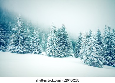 winter wonderland - Christmas background with snowy fir trees - Shutterstock ID 520480288