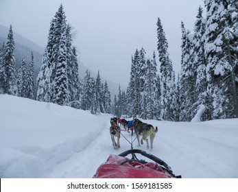 426 Canadian Husky Images, Stock Photos & Vectors 