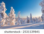 Winter wonderland in Finnish Lapland. Winter landscape from Riisitunturi National Park, Posio, Finland