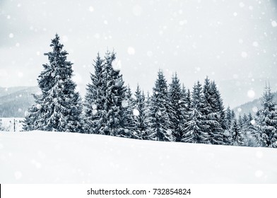 Winter wonderland with fir trees. Christmas greetings concept with snowflakes - Shutterstock ID 732854824