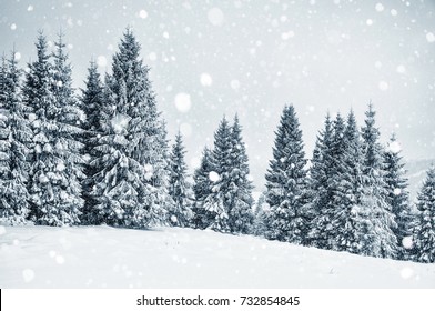 Winter wonderland with fir trees. Christmas greetings concept with snowfall  - Shutterstock ID 732854845