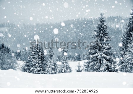 Winter wonderland with fir trees. Christmas greetings concept with snowfall 