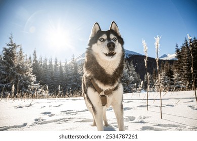 Winter Wonderland: A Siberian Husky stands in a snowy landscape, gazing out at the breathtaking scenery. - Powered by Shutterstock