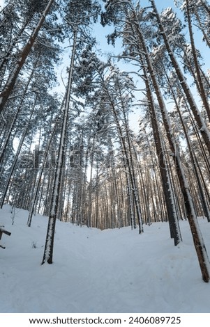 Winter Wonderland: Tranquil Forest Landscape with Snow-Covered Pine Trees