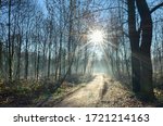 Winter in the wood - Bois de Vincennes