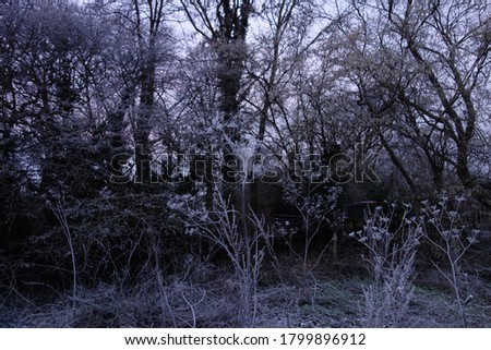 Similar – Image, Stock Photo Old apple tree Tree