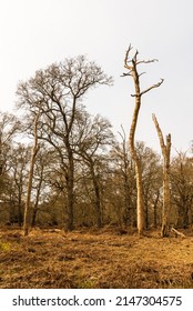 Winter Woodland Trees Without Leaves